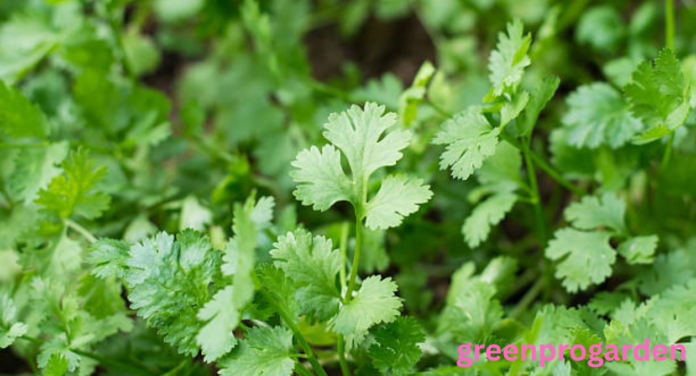 cilantro shortage