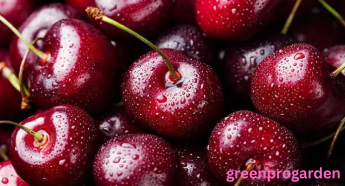 cherry harvest labor shortage