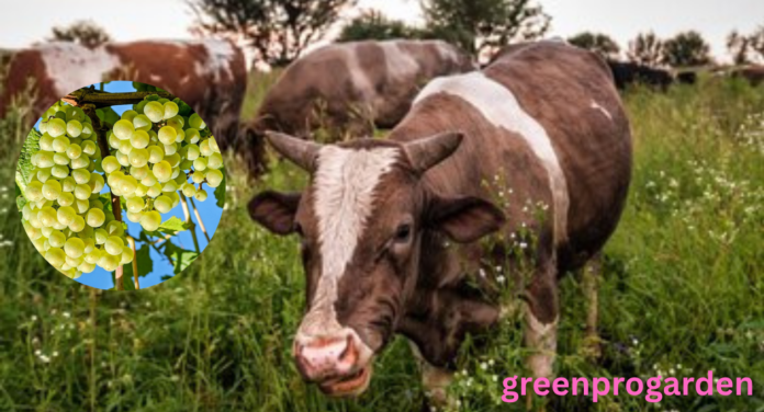 Can cows eat grapes