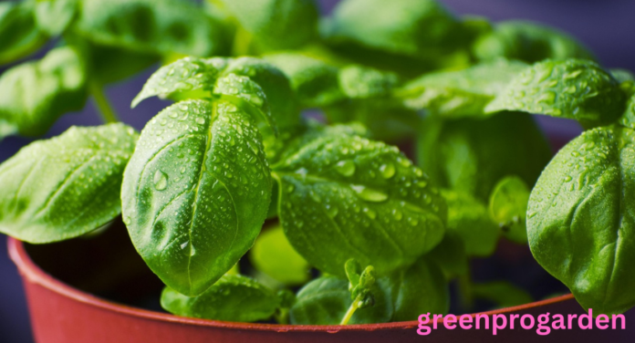 Basil Shortage
