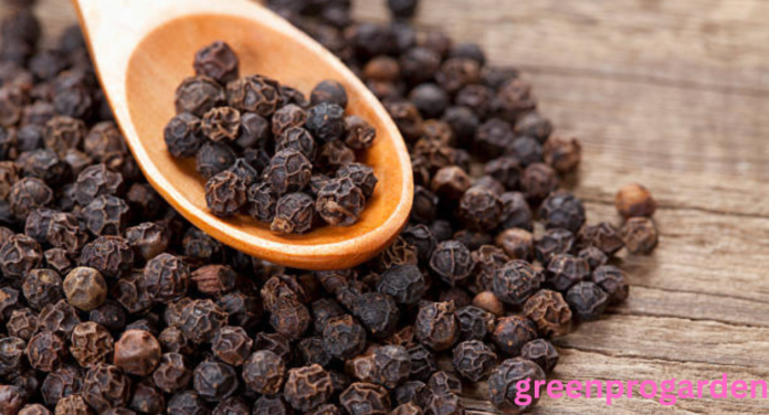 black pepper shortage
