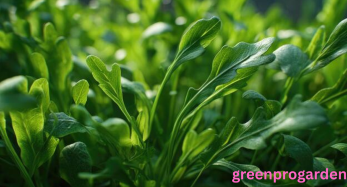 arugula shortage