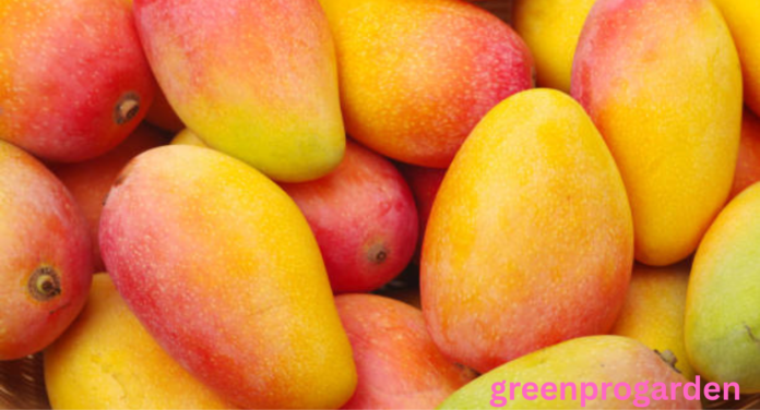 Mango shortage