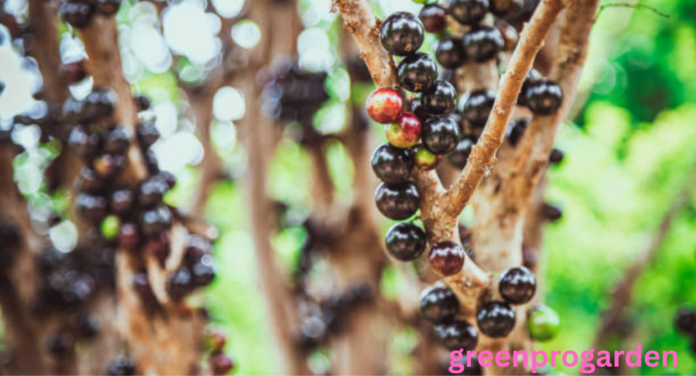 Fruits That Look Like Grapes