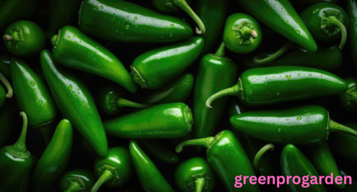 jalapeno shortage