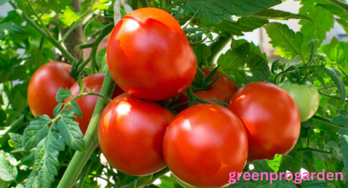 Fruit That Looks Like a Tomato