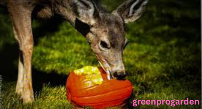 Do Deer Like Pumpkins
