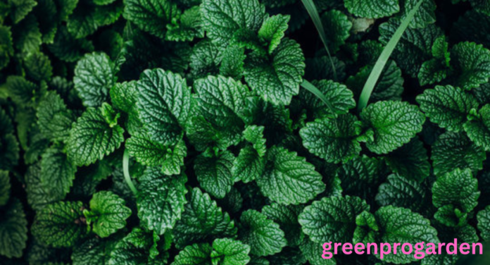 Mint Shortage