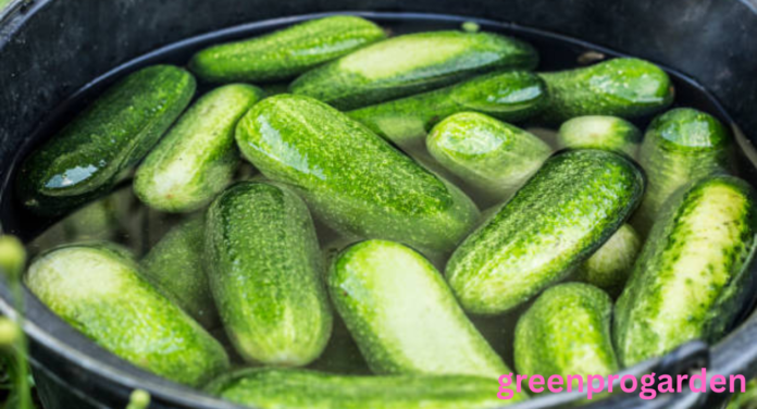 Pickle shortage
