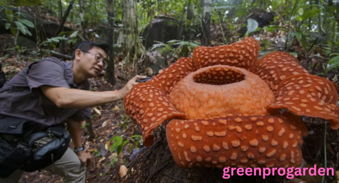 Ugliest Flower