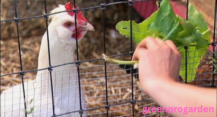 Can chickens eat arugula
