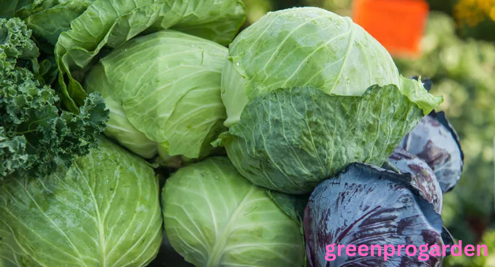 cabbage shortage