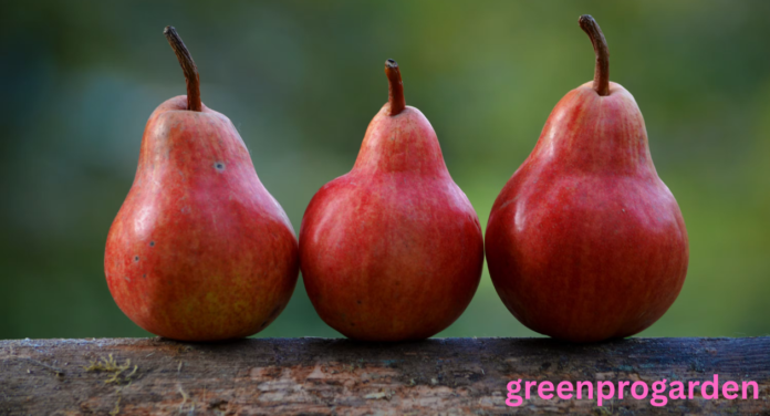 fruit that looks like apple