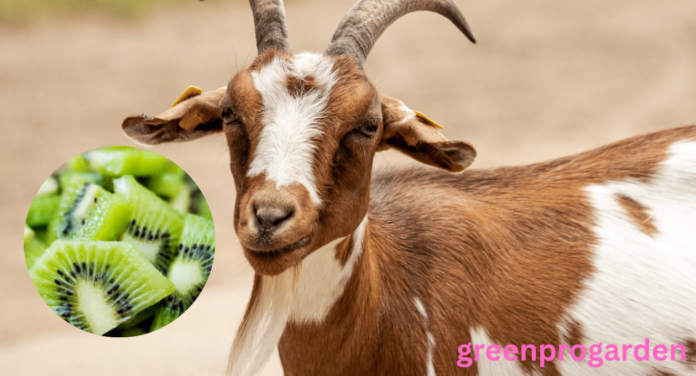 Can Goats Eat Kiwi