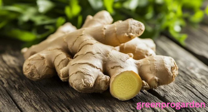 Ginger Shortage