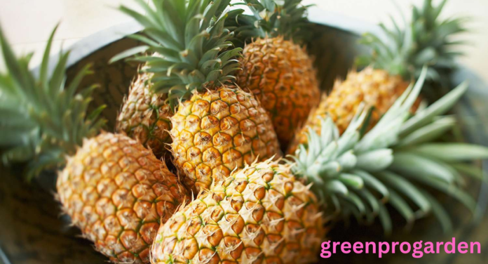 Pineapple Shortage
