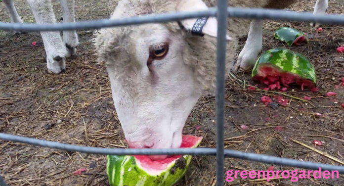 Can Sheep Eat Watermelon