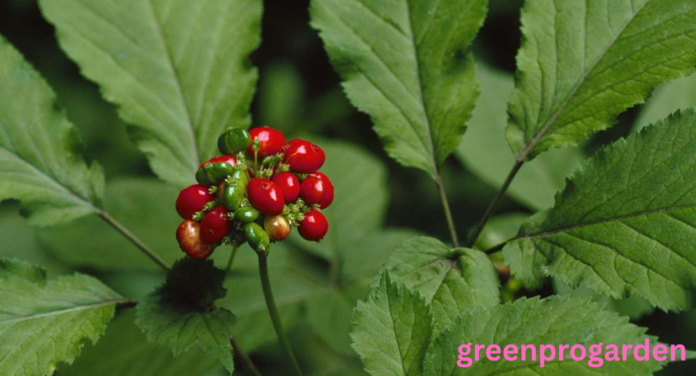 Wild Ginseng Look Alikes