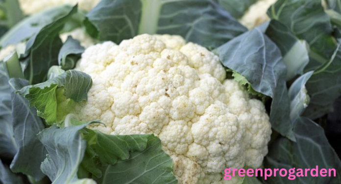 cauliflower shortage