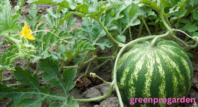 Watermelon Growing Stages