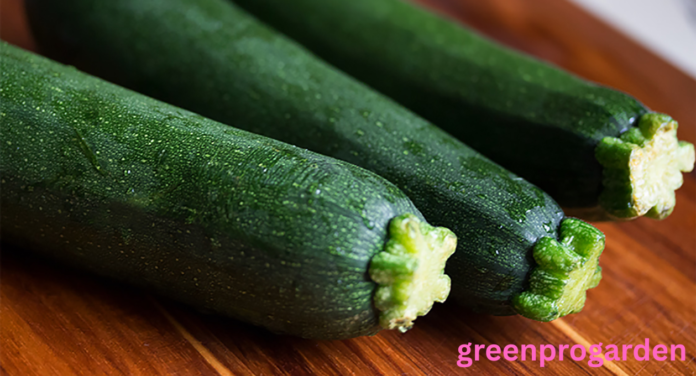 zucchini shortage