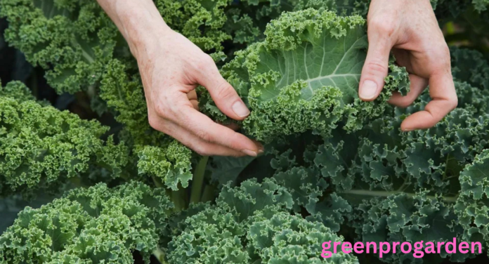 kale shortage