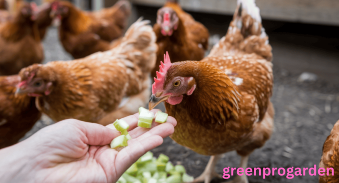 Can Chickens Have Celery
