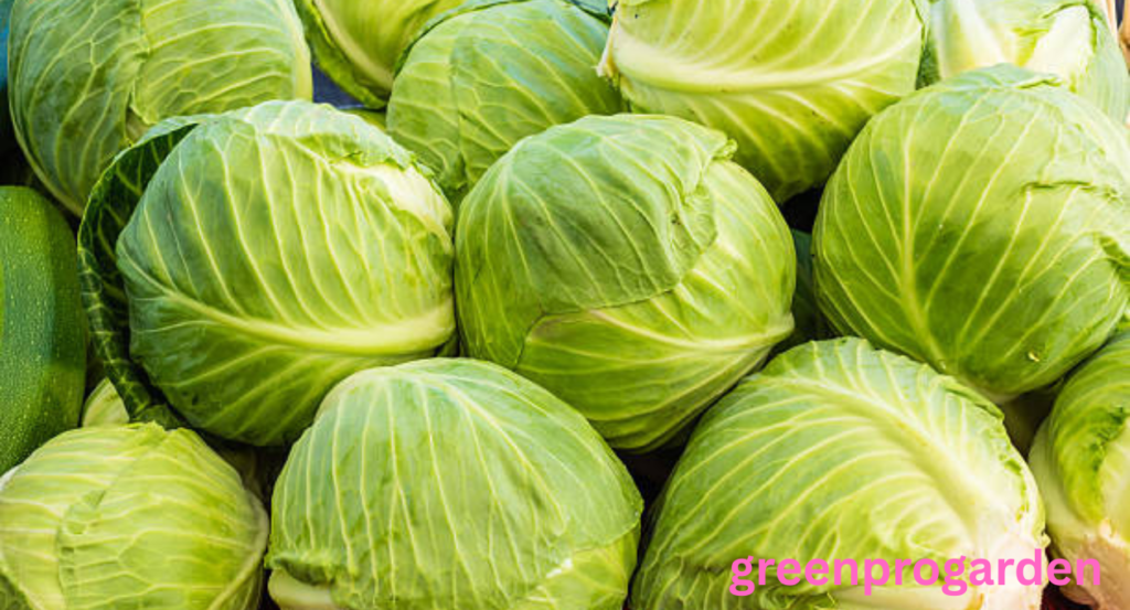 cabbage shortage