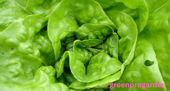 lettuce shortage